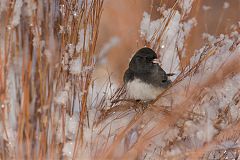 Dark-eyed Junco