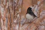 Dark-eyed Junco