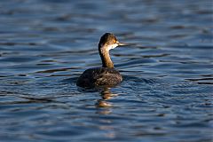 Eared Grebe