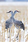 Sandhill Craneborder=