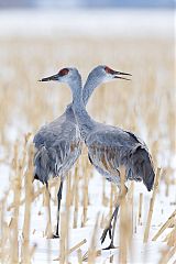 Sandhill Crane