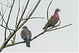 Red-billed Pigeon