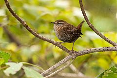 Winter Wren