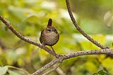 Winter Wren