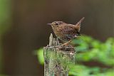 Pacific Wren