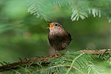 Pacific Wren