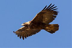 Golden Eagle