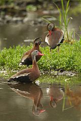 Black-bellied Whistling-Duck