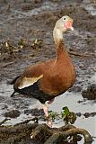 Black-bellied Whistling-Duck