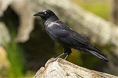 Australian Raven