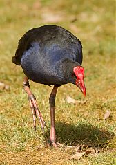 Australasian Swamphen