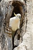 Sulphur-crested Cockatooborder=