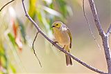 White-plumed Honeyeater