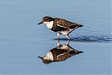 Red-kneed Dotterel