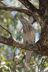 Tawny Frogmouth