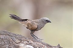 Apostlebird