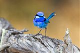 Splendid Fairywren