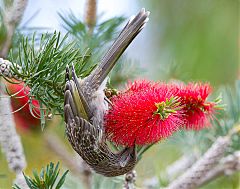 Little Wattlebird