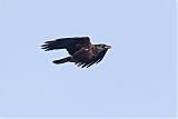 American Crow