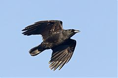 American Crow