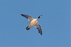 Common Merganser