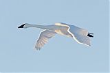 Trumpeter Swan