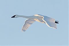 Trumpeter Swan