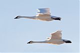 Trumpeter Swan