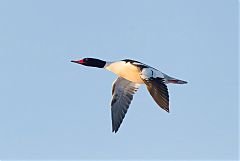 Common Merganser