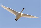 Trumpeter Swan