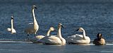 Trumpeter Swan