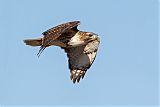 Red-tailed Hawkborder=