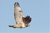 Red-tailed Hawkborder=