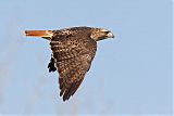 Red-tailed Hawkborder=