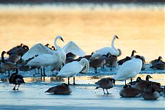 Trumpeter Swan