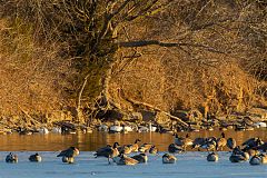 Trumpeter Swan