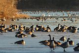 Canada Goose