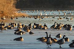 Canada Goose