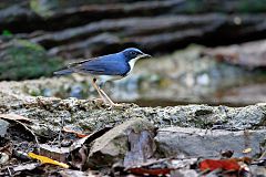 Siberian Blue Robin