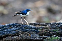 Siberian Blue Robin