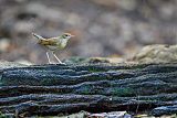 Siberian Blue Robin