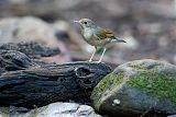 Siberian Blue Robin