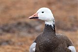 Snow Goose