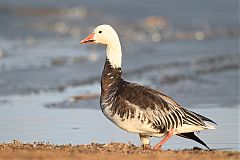 Snow Goose