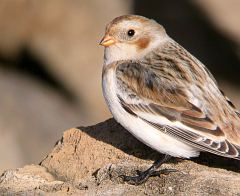 Snow Bunting