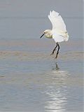 Snowy Egret