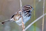 Song Sparrow