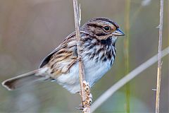 Song Sparrow