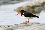 South Island Oystercatcher