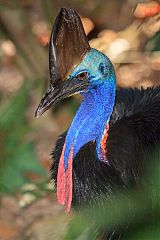 Southern Cassowary